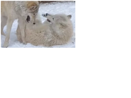 wolves screenshot