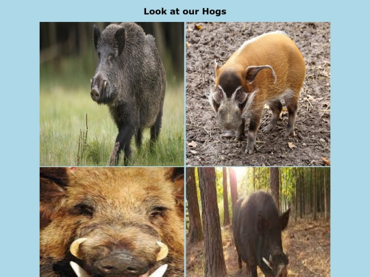 HHog_collection screenshot