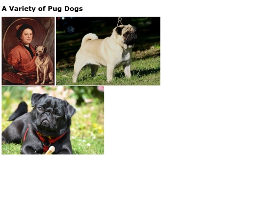 DavidMcKinneyPugDogImages screenshot