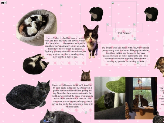 cats/cats screenshot