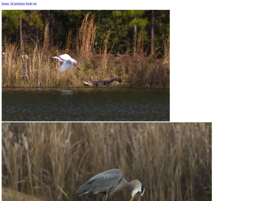 birds screenshot