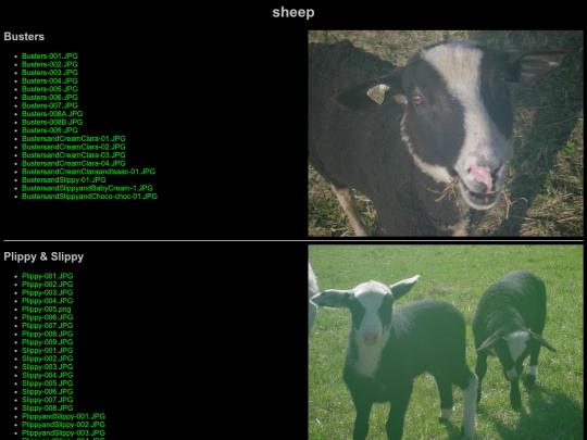 sheep screenshot
