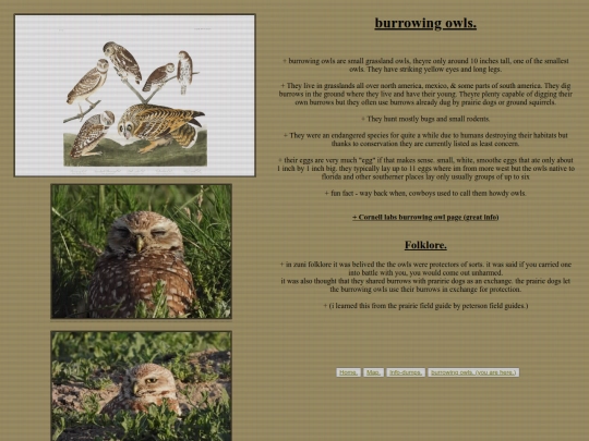 burrowing_owls screenshot