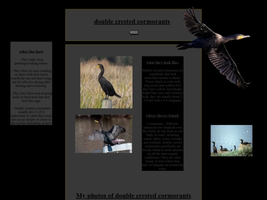 cormorants screenshot
