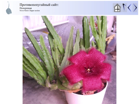taggedid/5x/static/my_garden/stapelia2017-2/stapelia2017-2_2_1 screenshot