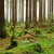swampthings.yorniq.xyz avatar