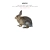 rats-are-pretty-coolio.yorniq.xyz avatar