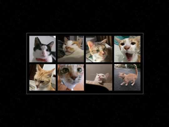 cat screenshot