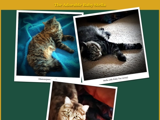 photos/cats/stella screenshot