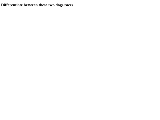 dogs screenshot