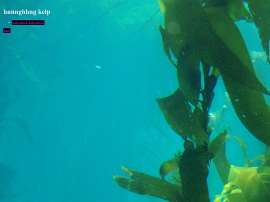 kelp screenshot