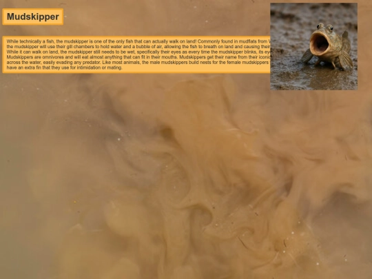 Mudskipper/Mudskipper screenshot