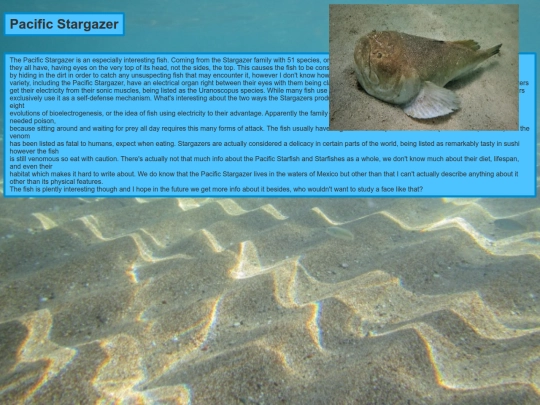 PacificStargazer/StarGazer screenshot
