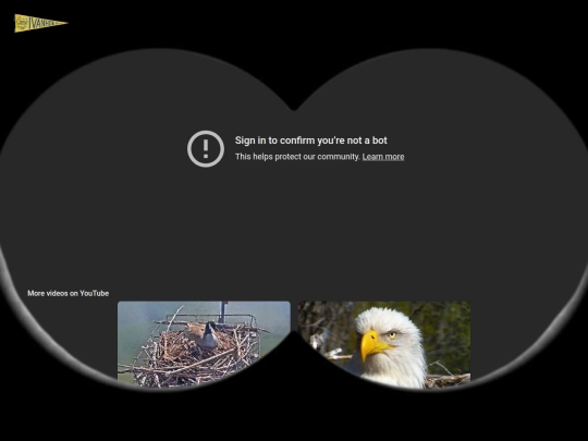 birds screenshot