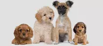 imagen_video/perro4.jpg