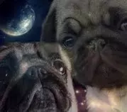 pug 2.jpg