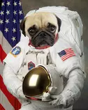 pug 3.jpg