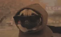 pug.gif.gif