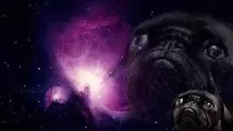 pug.jpg