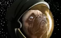 wpid-puggsinspace.jpg