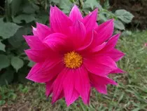 IMAGENES/flor-dalia.jpg
