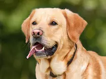 Waggy/images/dog-1210559_960_720.jpg