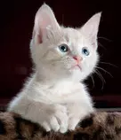 Images/Cat.jpg