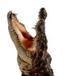 croc06.gif
