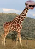downsgiraffe.jpg