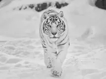 images/snow.jpg