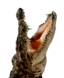 croc04.gif