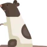 2/rat.png