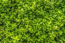 Pictures/plants-1307454_1920.jpg