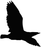 MODULO3/EJER1/pajaro4.png