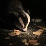 badger-icon.png