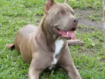 p2p2final/imagenes/PITBULL.jpg