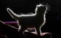 kittenbg.jpg