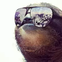 pics/coolsloth.jpg