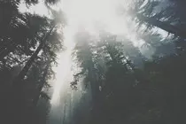 Images/redwoods-editiorial-1-1-of-1.jpg