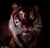 images/tiger2.jpg