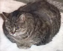 neko.jpg