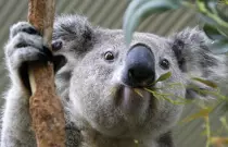 Images/koala.jpg