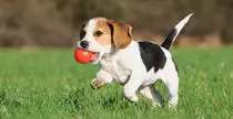 dog.jpg
