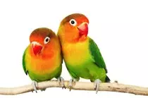 aves.jpg
