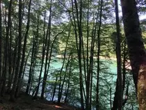 img/bosque.jpg