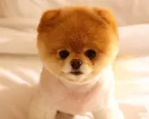chien.jpeg