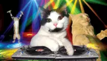 images/Cat-party.gif