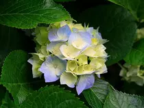 Trabajos de AW/imagenes/Hydrangeas.jpg