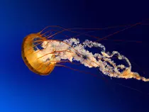 Trabajos de AW/imagenes/Jellyfish.jpg