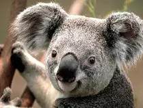Trabajos de AW/imagenes/Koala.jpg